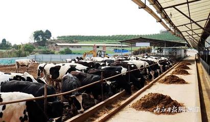 抓产业促增收！市中区蓄力农业“开门红”，畜牧渔业饲料先行