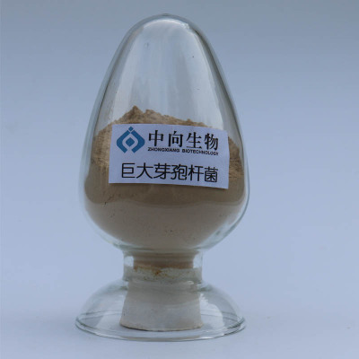 饲料营养 畜牧养殖与渔业健康发展的关键支撑