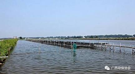 试看广西现代生态养殖新模式 畜牧渔业饲料的绿色变革