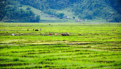 农业一体化的内核 以畜牧渔业饲料为纽带的产业协同